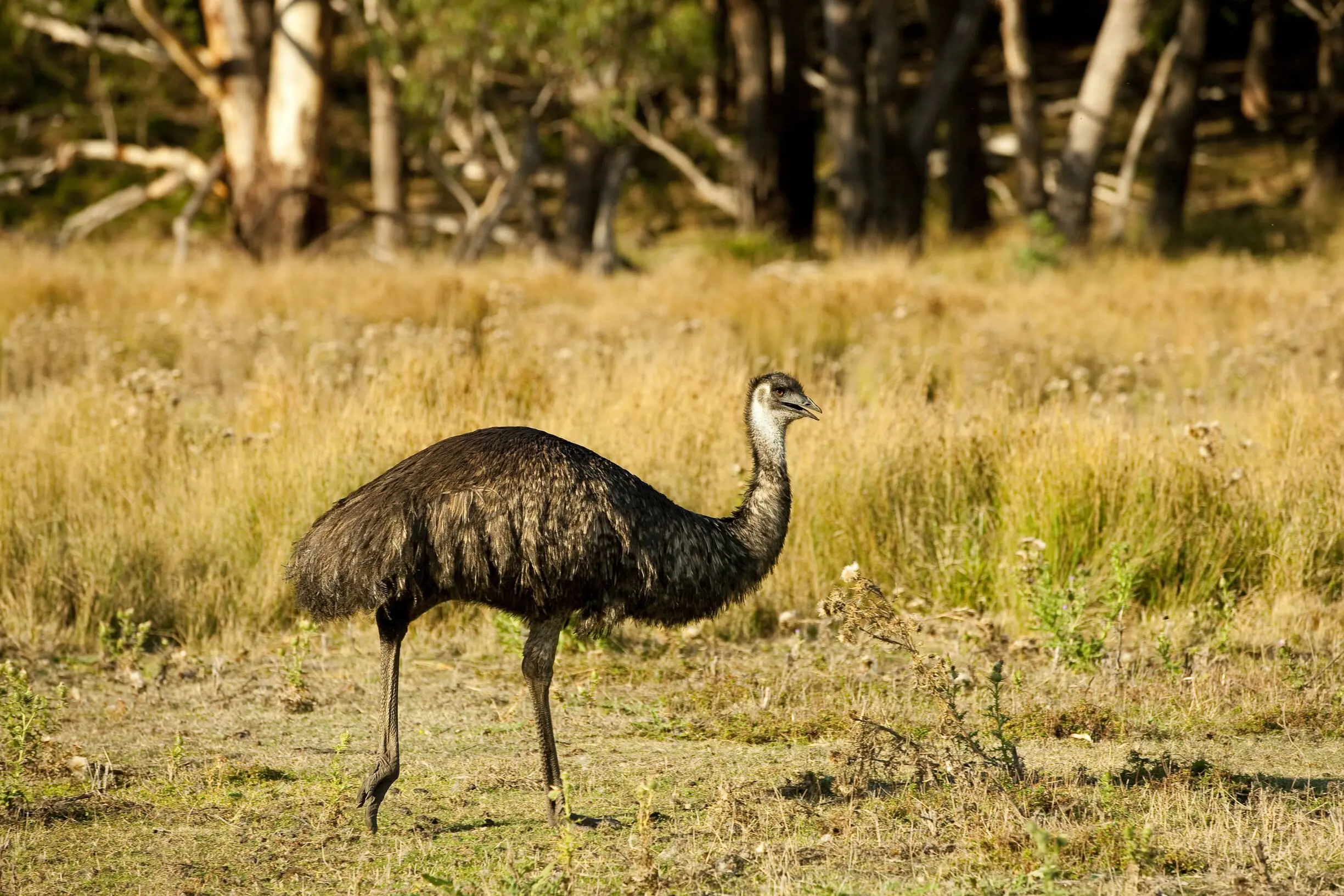 organicbanknotes | Emus Foot Track: Hike the Emus Foot Track.