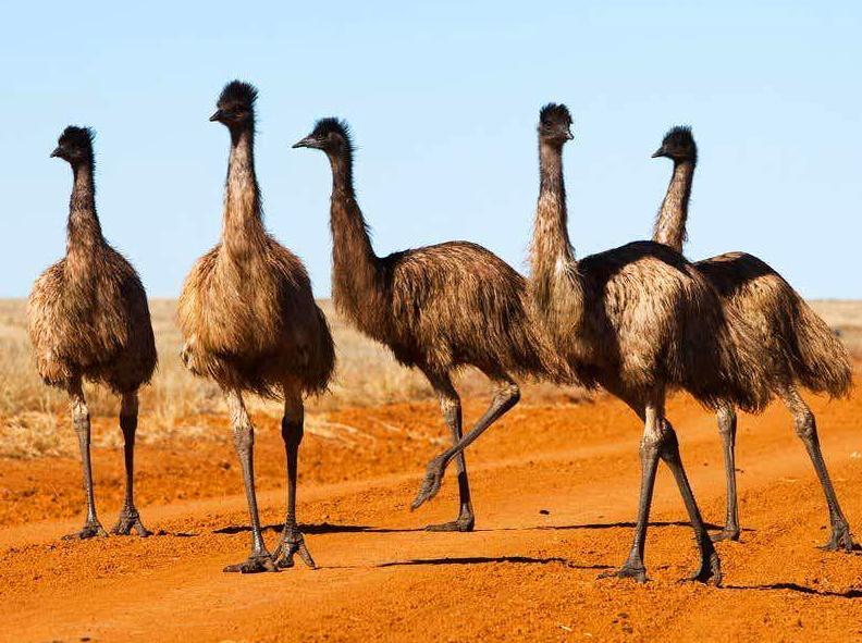 organicbanknotes | Emus Foot Track: Hike the Emus Foot Track.